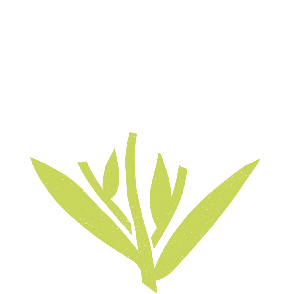 tulipes-blanche